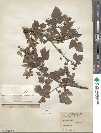 Rubus idaeus image