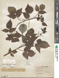 Rubus idaeus image