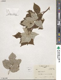 Rubus idaeus image