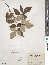 Rubus idaeus image