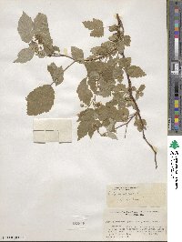 Rubus idaeus image