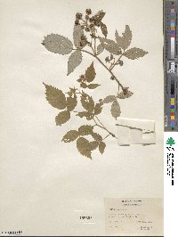 Rubus idaeus image