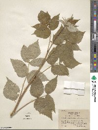 Rubus idaeus image