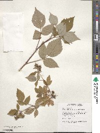 Rubus idaeus subsp. melanolasius image