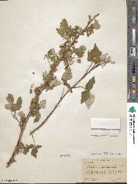 Rubus idaeus var. aculeatissimus image