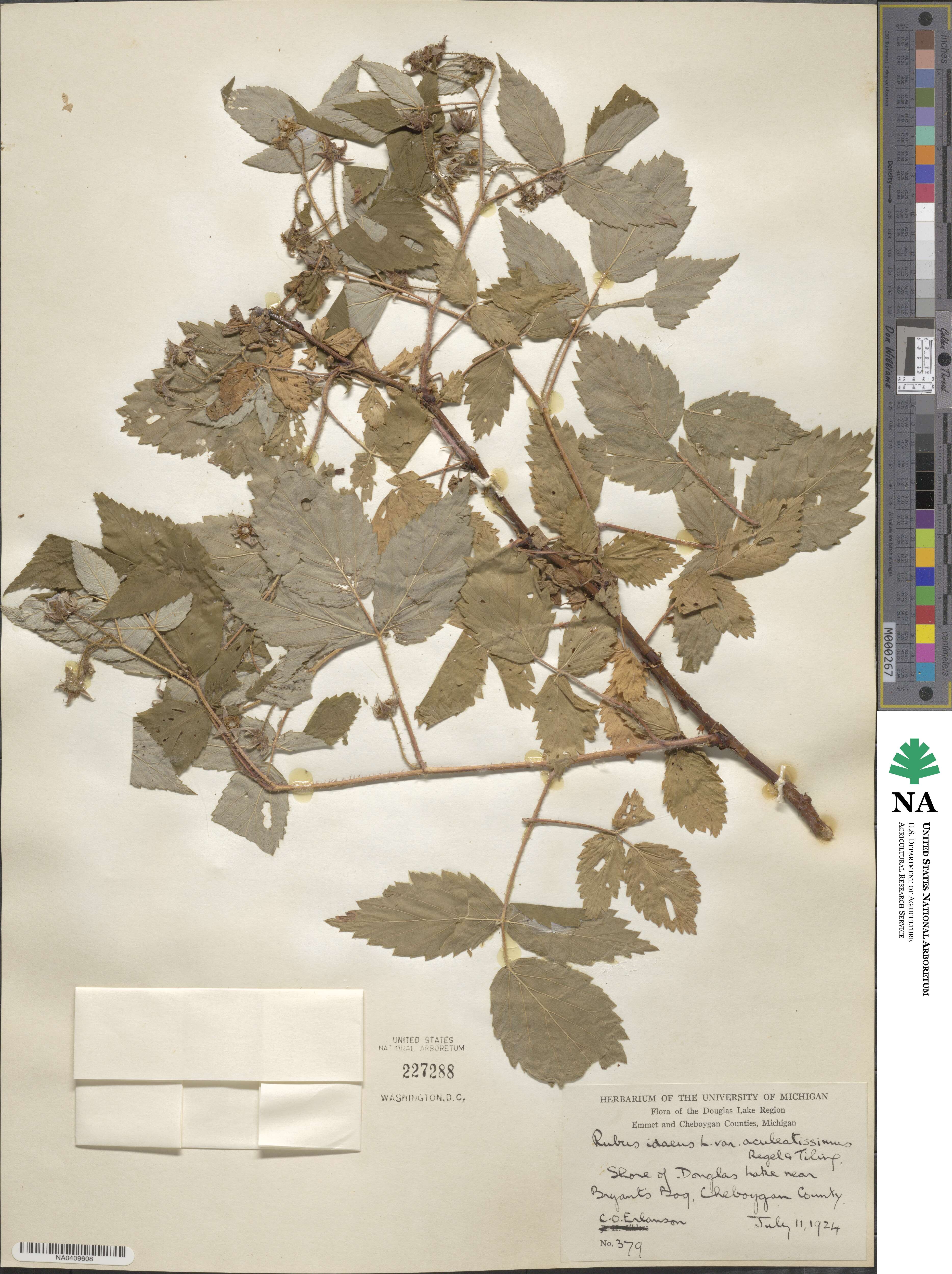 Rubus idaeus var. aculeatissimus image