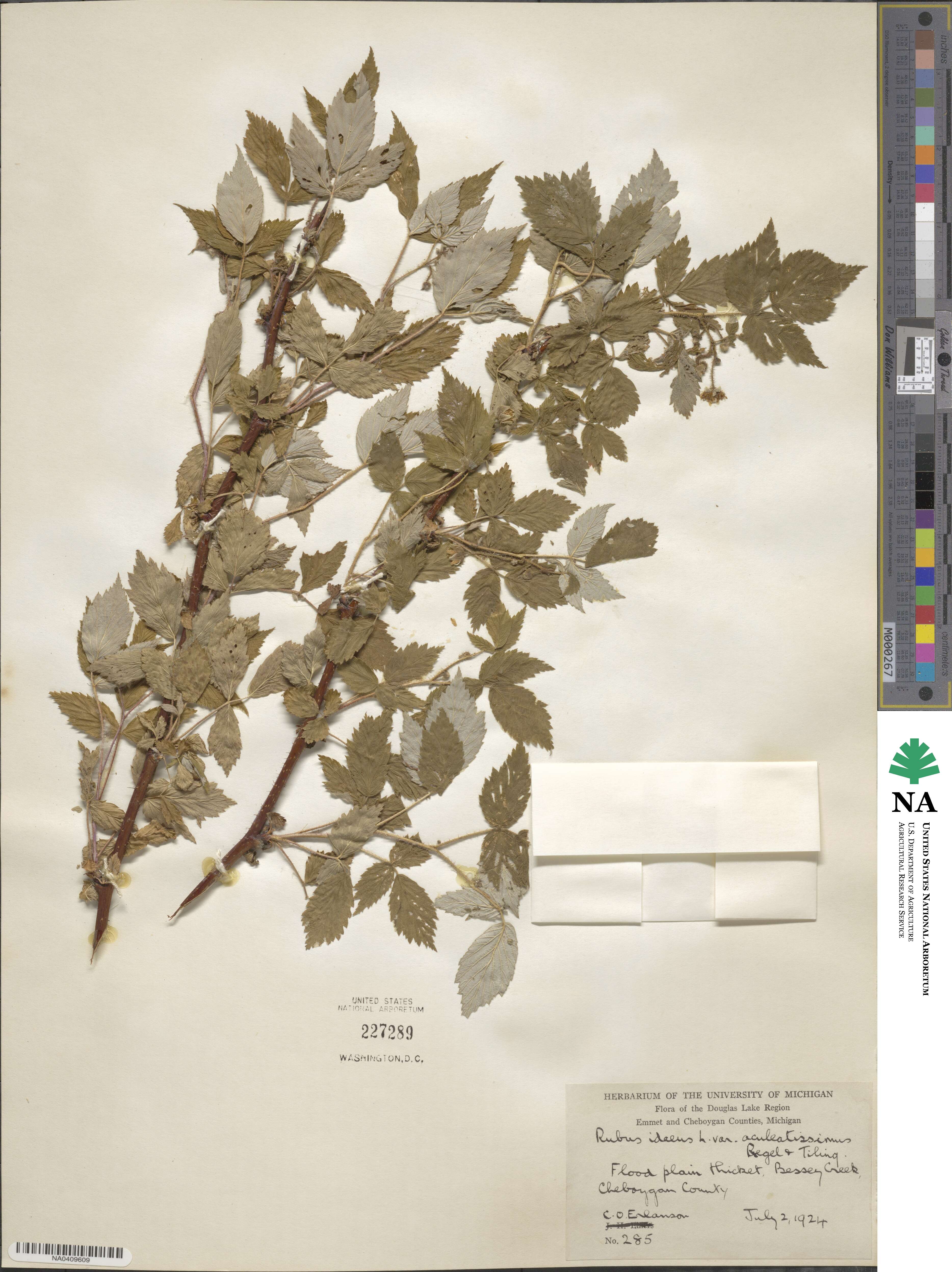 Rubus idaeus var. aculeatissimus image