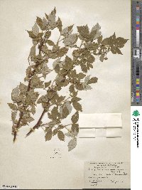 Rubus idaeus var. aculeatissimus image