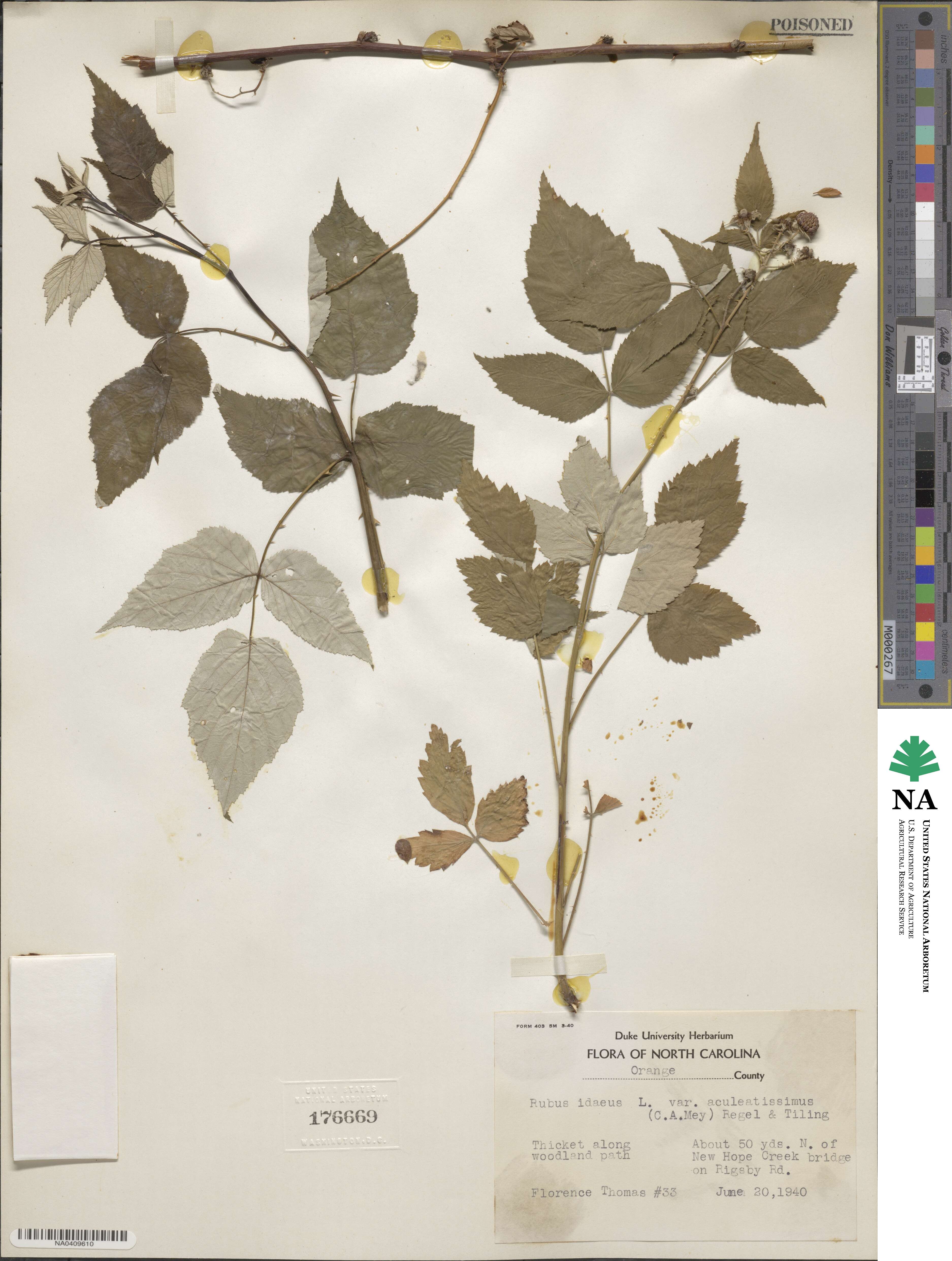 Rubus idaeus var. aculeatissimus image