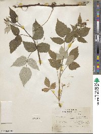 Rubus idaeus var. aculeatissimus image