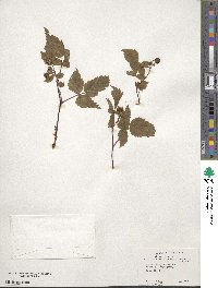 Rubus idaeus var. aculeatissimus image