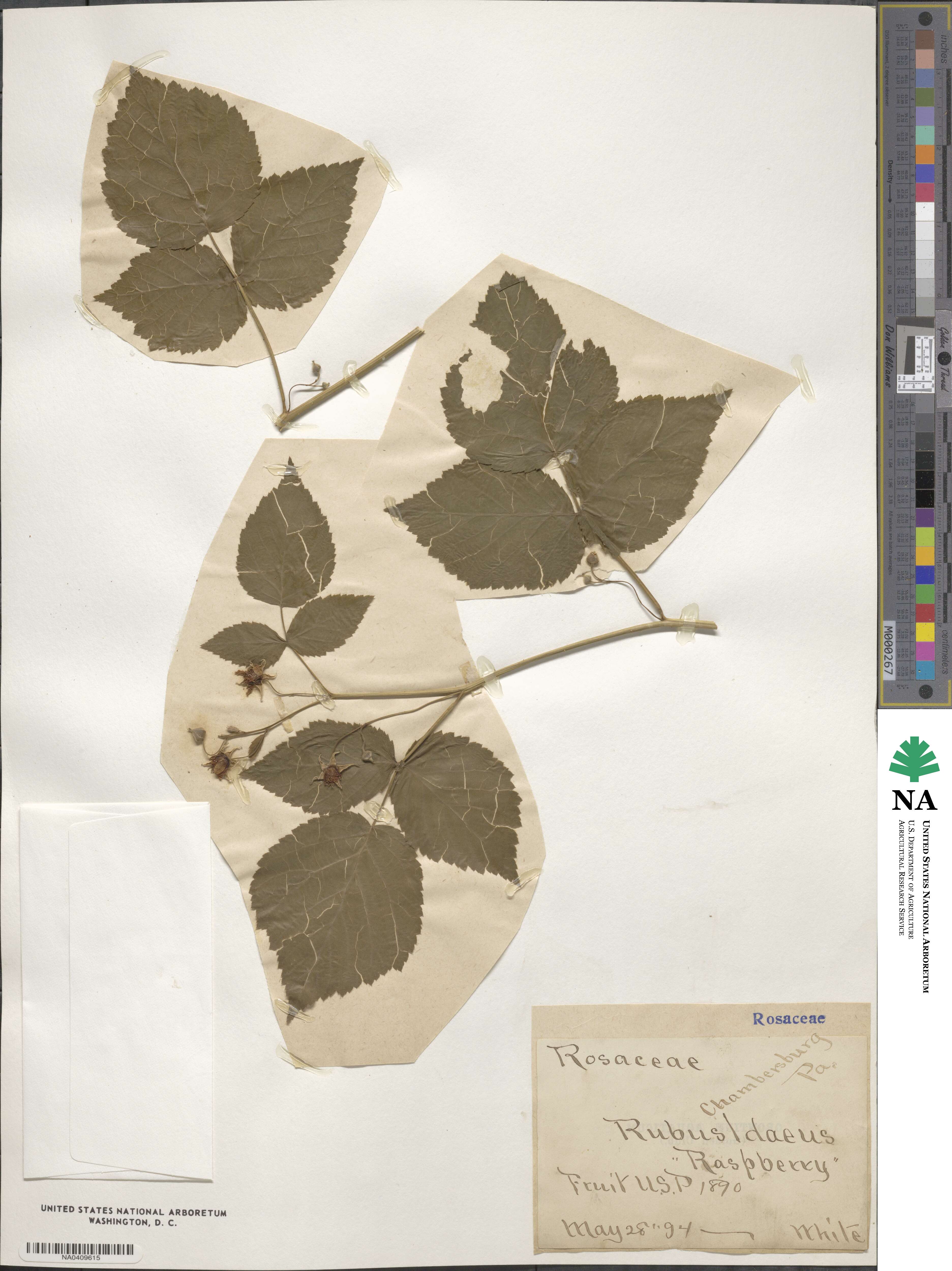 Rubus idaeus var. aculeatissimus image