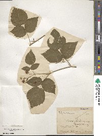 Rubus idaeus image