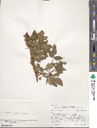 Rubus sachalinensis image