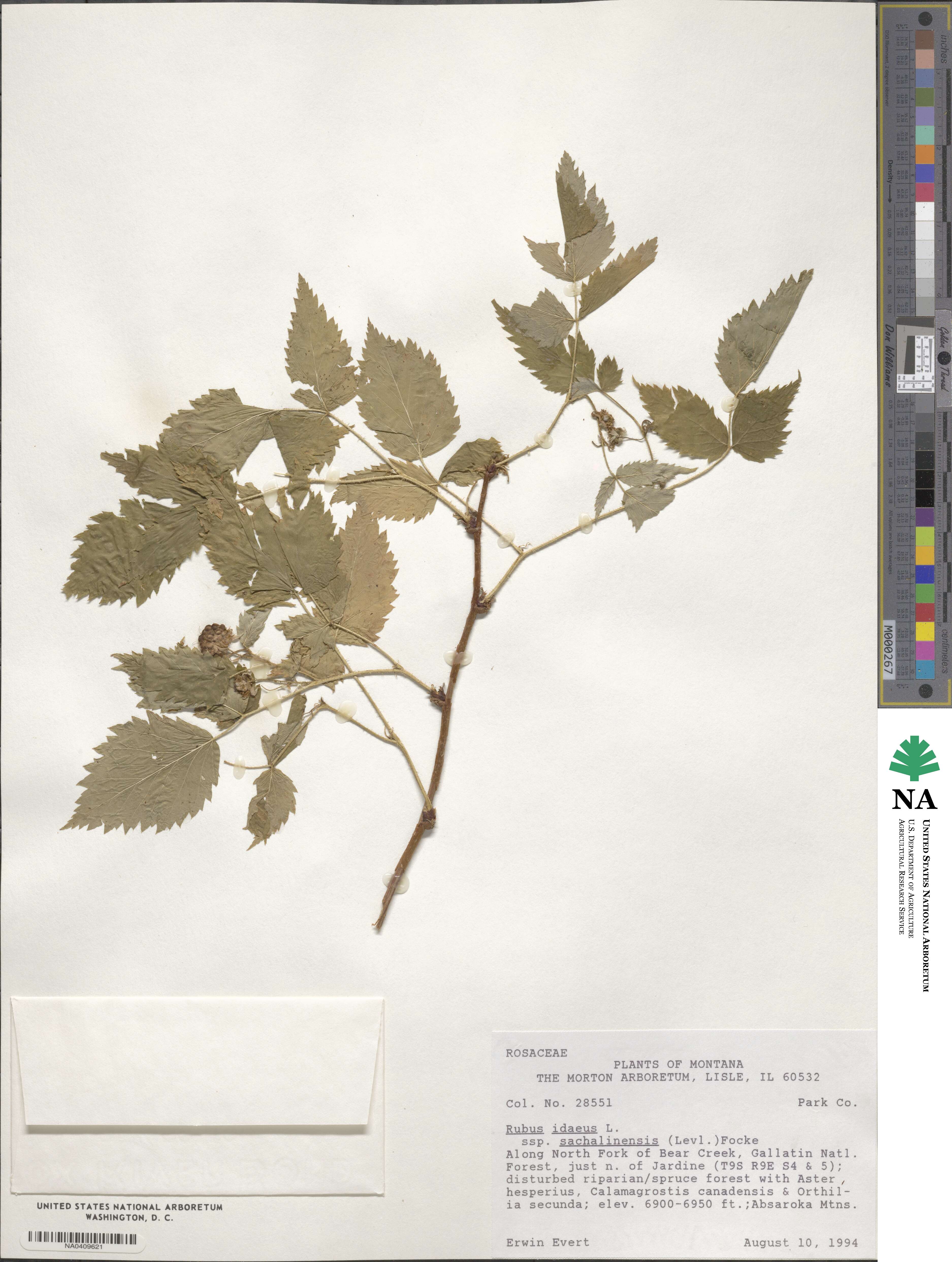 Rubus sachalinensis image