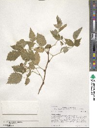 Rubus sachalinensis image