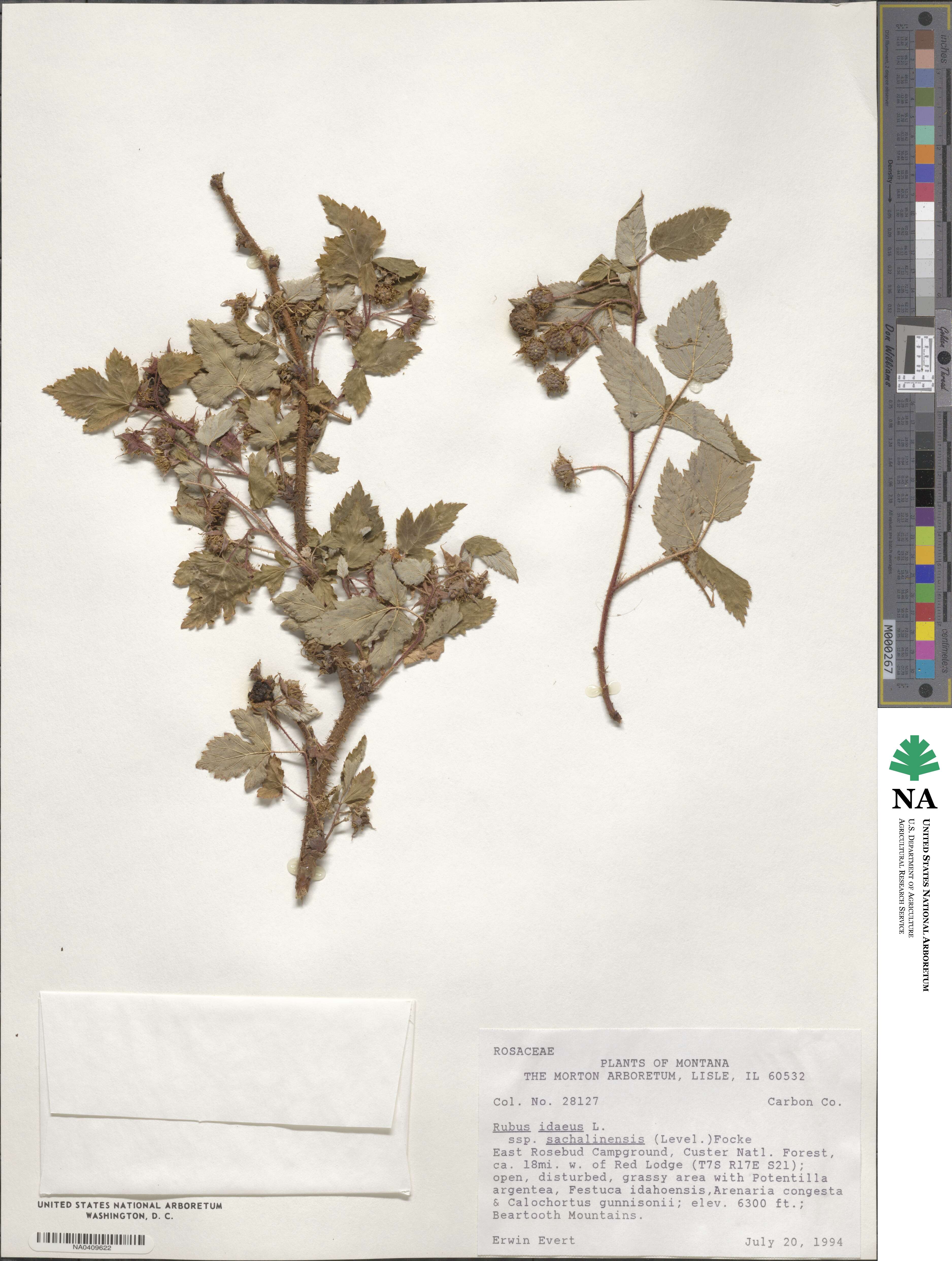 Rubus sachalinensis image