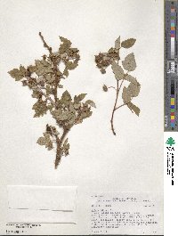 Rubus sachalinensis image