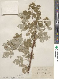 Rubus idaeus image