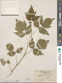 Rubus idaeus image