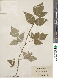 Rubus idaeus subsp. strigosus image