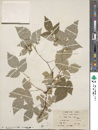 Rubus idaeus subsp. strigosus image