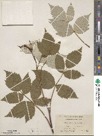 Rubus idaeus subsp. strigosus image