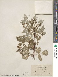 Rubus idaeus image