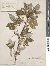 Rubus idaeus image