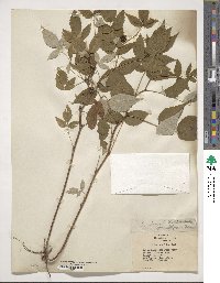 Rubus idaeus subsp. strigosus image