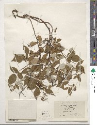 Rubus idaeus subsp. strigosus image