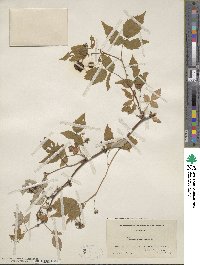 Rubus idaeus subsp. strigosus image