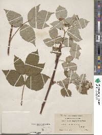 Rubus idaeus image