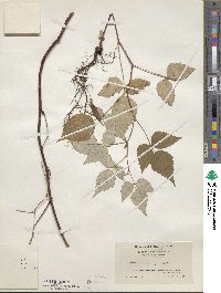 Rubus idaeus subsp. strigosus image