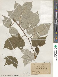 Rubus idaeus subsp. strigosus image