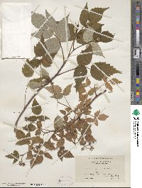 Rubus idaeus image