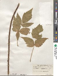 Rubus idaeus subsp. strigosus image