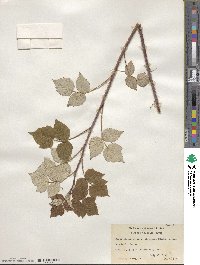 Rubus idaeus subsp. strigosus image