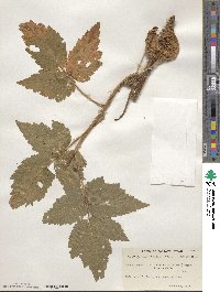 Rubus idaeus image