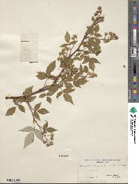 Rubus idaeus subsp. strigosus image