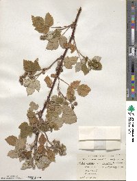 Rubus idaeus subsp. strigosus image