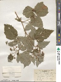 Rubus idaeus subsp. strigosus image