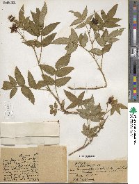 Rubus illecebrosus image