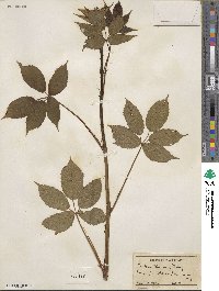 Rubus ithacanus image