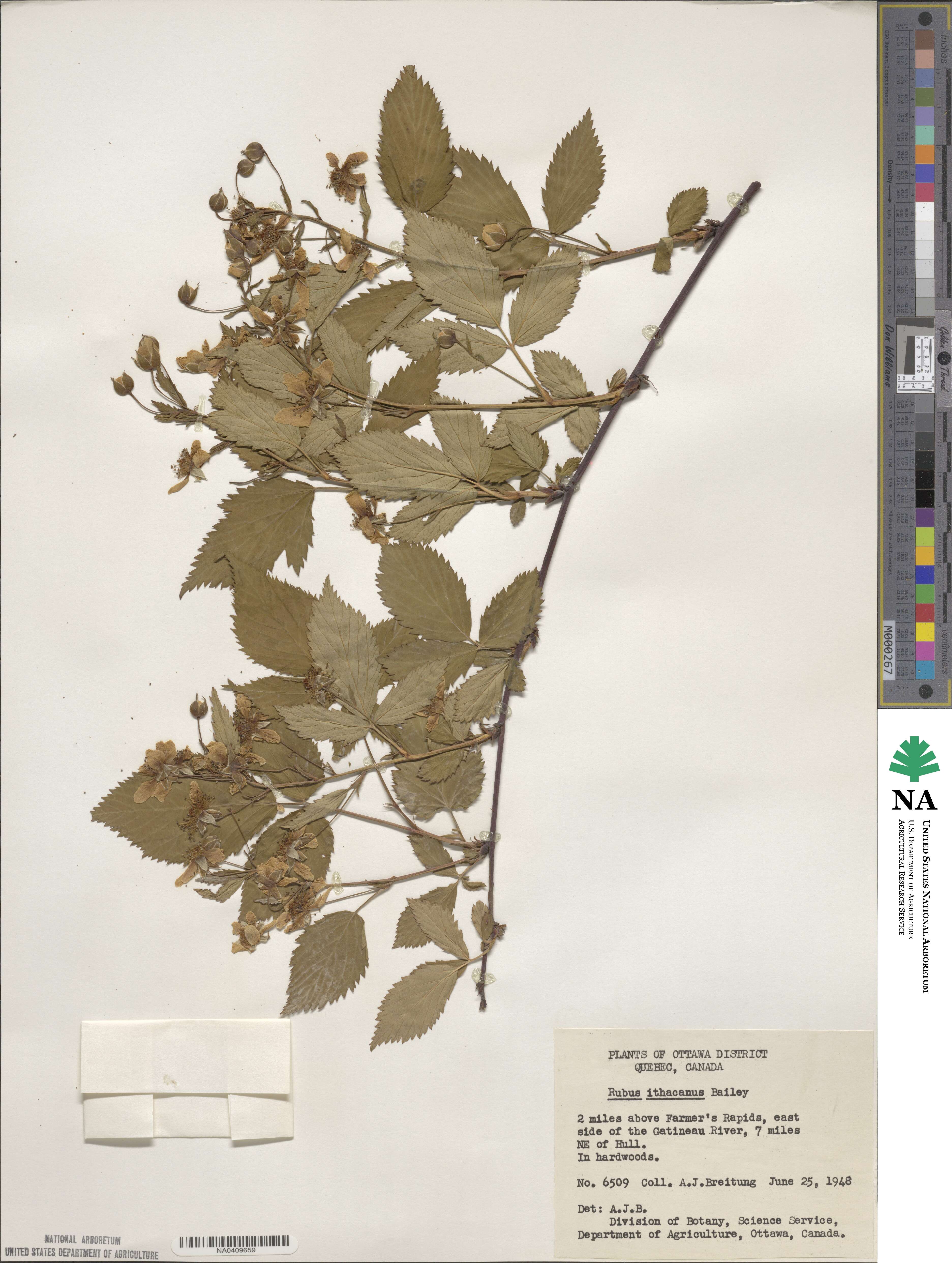 Rubus ithacanus image