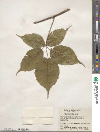 Rubus ithacanus image