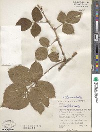 Rubus ithacanus image