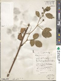 Rubus ithacanus image