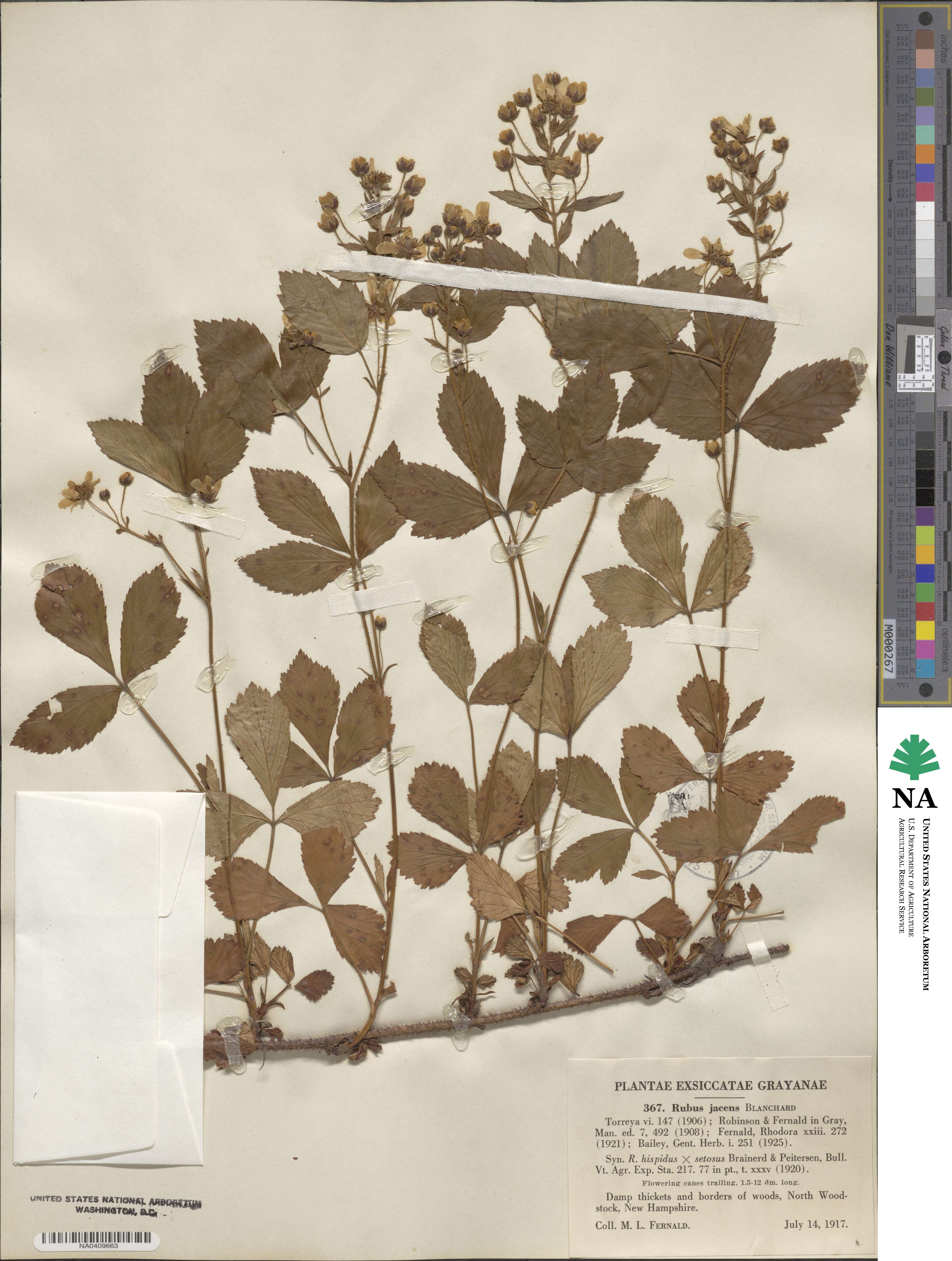 Rubus jacens image