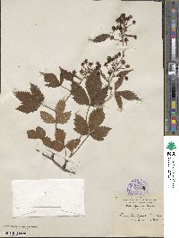 Rubus junceus image